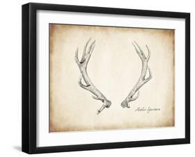 Antler Specimen A-THE Studio-Framed Giclee Print