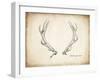 Antler Specimen A-THE Studio-Framed Giclee Print