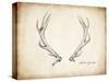 Antler Specimen A-THE Studio-Stretched Canvas