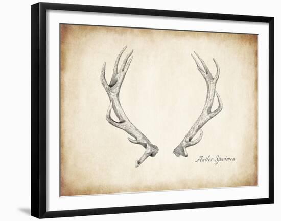 Antler Specimen A-THE Studio-Framed Giclee Print