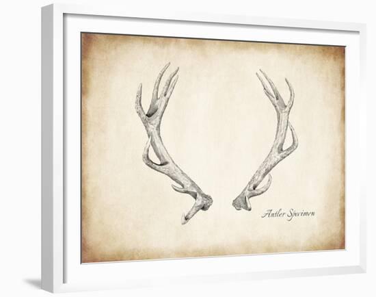 Antler Specimen A-THE Studio-Framed Giclee Print