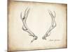 Antler Specimen A-THE Studio-Mounted Giclee Print