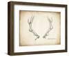 Antler Specimen A-THE Studio-Framed Giclee Print