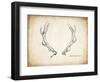 Antler Specimen A-THE Studio-Framed Giclee Print