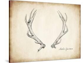 Antler Specimen A-THE Studio-Stretched Canvas