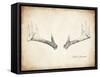 Antler Specimen B-THE Studio-Framed Stretched Canvas