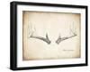 Antler Specimen B-THE Studio-Framed Giclee Print