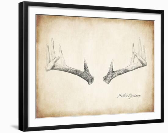 Antler Specimen B-THE Studio-Framed Giclee Print