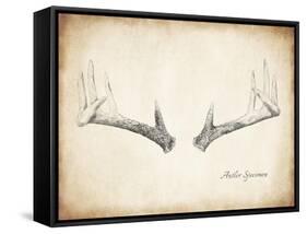 Antler Specimen B-THE Studio-Framed Stretched Canvas