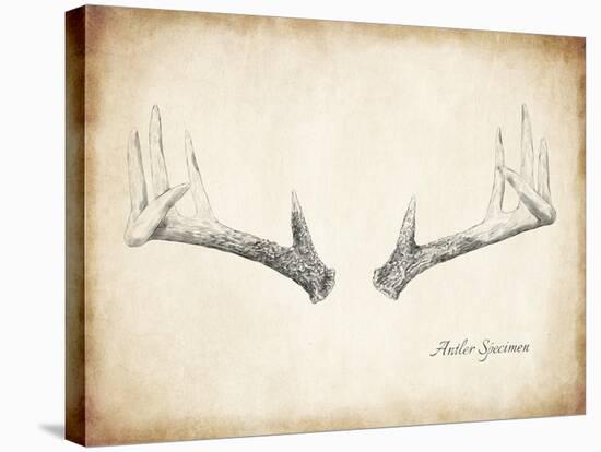 Antler Specimen B-THE Studio-Stretched Canvas