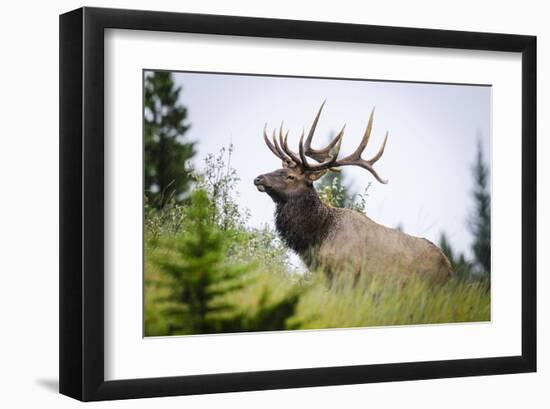 Antlered Bull Elk Banff Alberta-null-Framed Art Print