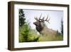 Antlered Bull Elk Banff Alberta-null-Framed Art Print