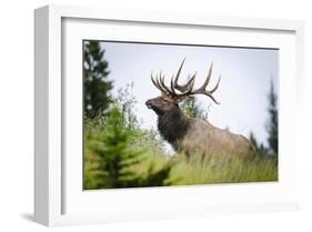 Antlered Bull Elk Banff Alberta-null-Framed Art Print