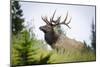 Antlered Bull Elk Banff Alberta-null-Mounted Art Print