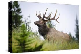 Antlered Bull Elk Banff Alberta-null-Stretched Canvas