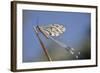 Antlion (Myrmelentidae) on Piece of Wood, Patras Area, the Peloponnese, Greece, May 2009-Ziegler-Framed Photographic Print