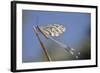 Antlion (Myrmelentidae) on Piece of Wood, Patras Area, the Peloponnese, Greece, May 2009-Ziegler-Framed Photographic Print