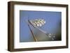 Antlion (Myrmelentidae) on Piece of Wood, Patras Area, the Peloponnese, Greece, May 2009-Ziegler-Framed Photographic Print