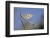 Antlion (Myrmelentidae) on Piece of Wood, Patras Area, the Peloponnese, Greece, May 2009-Ziegler-Framed Photographic Print