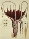 Squid, Pl.2 from "Histoire Naturelle Generale Et Particuliere Des Cephalopodes Acetabuliferes"-Antoine Chazal-Giclee Print
