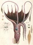 Squid, Pl.2 from "Histoire Naturelle Generale Et Particuliere Des Cephalopodes Acetabuliferes"-Antoine Chazal-Framed Giclee Print