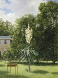 Un Yucca gloriosa dans le parc de Neuilly-Antoine Chazal-Stretched Canvas