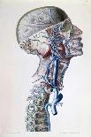 Veins and Arteries in the Head-Antoine Chazal-Giclee Print