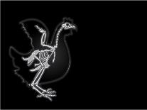 X-Ray Vector Chicken-anton_novik-Art Print