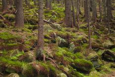 Beautiful Mysterious Forest with Large Mossy Stones-Anton Petrus-Photographic Print