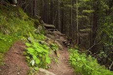 Beautiful Mysterious Forest with Large Mossy Stones-Anton Petrus-Stretched Canvas