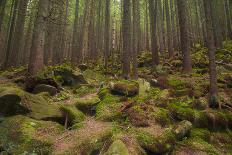 Beautiful Mysterious Forest with Large Mossy Stones-Anton Petrus-Framed Photographic Print