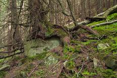 Beautiful Mysterious Forest with Large Mossy Stones-Anton Petrus-Stretched Canvas