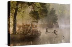 Goose Fight-Anton Van Dongen-Laminated Giclee Print