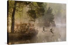 Goose Fight-Anton Van Dongen-Laminated Photographic Print