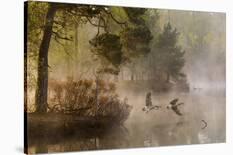 Goose Fight-Anton Van Dongen-Framed Stretched Canvas