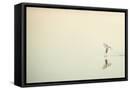 Framed Canvas