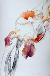 Iris - Composition IV-Antonio Ciccone-Giclee Print