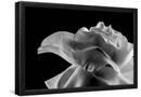 Essential Black