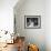 Antonio De Olivera Salazar Sitting at His Desk-Bernard Hoffman-Framed Photographic Print displayed on a wall