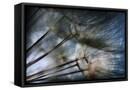 Framed Canvas