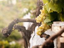 Baskets with Stalks in the Vineyard-Antonio Gravante-Photographic Print