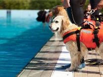 Lifeguard Dog, Rescue Demonstration with the Dogs in the Pool.-Antonio Gravante-Framed Photographic Print