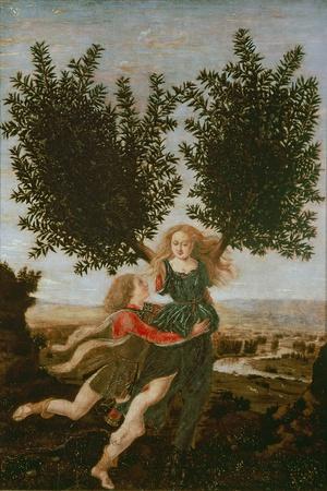 Daphne and Apollo, c.1470-80