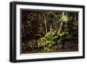 Black Frame