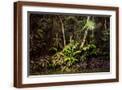 Brown Frame