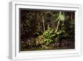 White Frame
