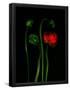 Essential Black