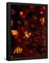 Essential Black