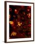 Chelsea Espresso
