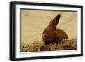 Black Frame